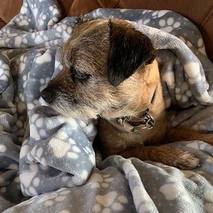 Harley the border terrier in her cuddle soft blanket