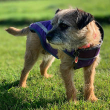 Load image into Gallery viewer, small waterproof dog coat with reflective strips and leg straps
