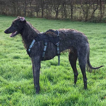 Load image into Gallery viewer, Escape Proof Greyhound & Whippet Harness – 3 Strap