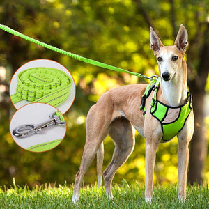 elastic bungee dog lead leash for comfort of both your dog and yourself. 