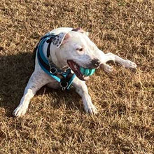 Load image into Gallery viewer, staffy toys. molar ball boredom buster