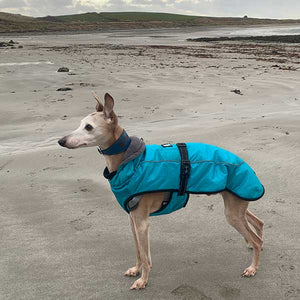 whippet/greyhound coat with no Velcro. super warm winter jacket