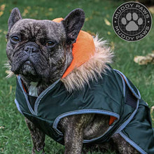Load image into Gallery viewer, French Bulldog coat with harness hole
