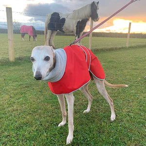 Lurcher coat with harness hole opening