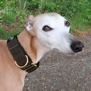 martingale collar for whippets