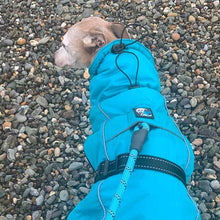 Load image into Gallery viewer, best greyhound coat for use with harness