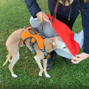Sighthound Coat with Harness Hole & Snood