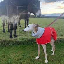 Load image into Gallery viewer, which Italian Greyhound coats can be used with a harness?