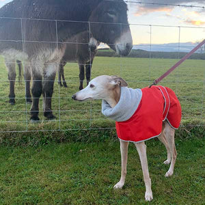 which Italian Greyhound coats can be used with a harness?