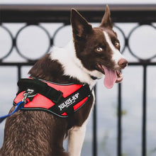 Load image into Gallery viewer, Collie in Julius K9 harness
