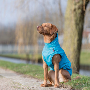 Best dog coat for use with Harness