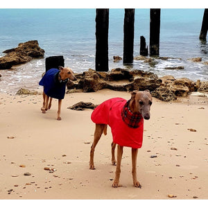 Red waterproof whippet coat with harness hole. Custom fit, design your own coat. 