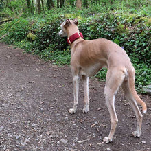 Load image into Gallery viewer, martingale dog collar