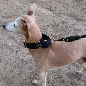 Whippet martingale collar