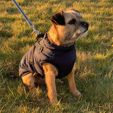 Load image into Gallery viewer, border terrier dog coat with built in harness