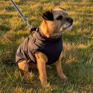 border terrier dog coat with built in harness