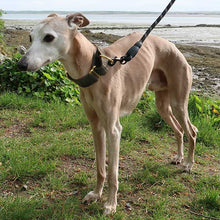 Load image into Gallery viewer, how to stop your greyhound from pulling