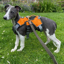 Load image into Gallery viewer, Puppy whippet harness. Orange, escape-proof harness