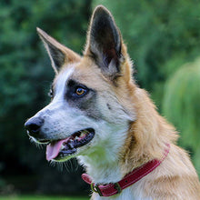 Load image into Gallery viewer, Raspberry red leather dog collar made in the UK by ancol