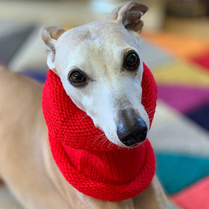 wool whippet snood - ideal for keeping any chilly whippet warmer in cold weather