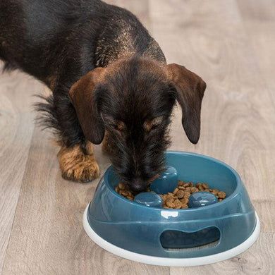 slow feeding dog bowl for fast eaters