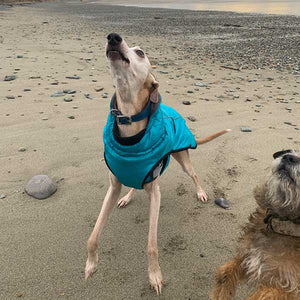 whippet / greyhound coat with fleece lined collar for ultimate warmth
