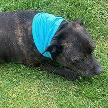 Load image into Gallery viewer, Cooling neckerchief Staffordshire bull terrier