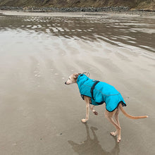 Load image into Gallery viewer, windproof, waterproof whippet coat / greyhound coat with harness hole
