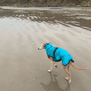windproof, waterproof whippet coat / greyhound coat with harness hole