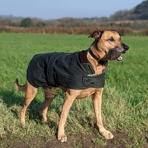 barbour hunter waxed dog coat in green