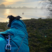 Load image into Gallery viewer, best lurcher coat for use with drydogs harness