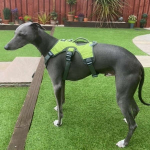 ferris the whippet in an escape proof harness with 3 straps and control handle 