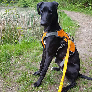 whippet harness. 3-strap, escape-proof on shadow