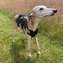 Load image into Gallery viewer, joey the whippet. black harness for sighthounds