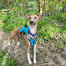 Load image into Gallery viewer, whippet harness - turquoise escape proof