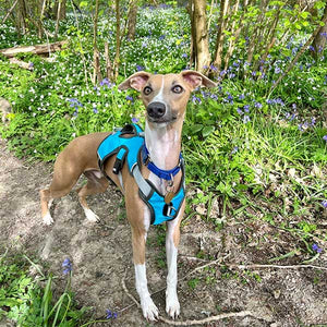 whippet harness - turquoise escape proof