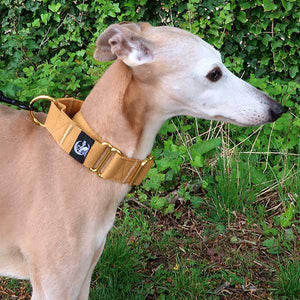 how to stop whippets pulling - martingale collar