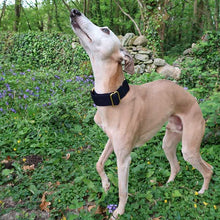 Load image into Gallery viewer, how to stop greyhound pulling - martingale collar