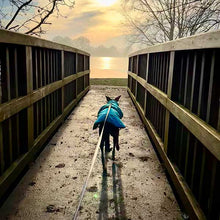 Load image into Gallery viewer, Winter walkies for Margot the whippet