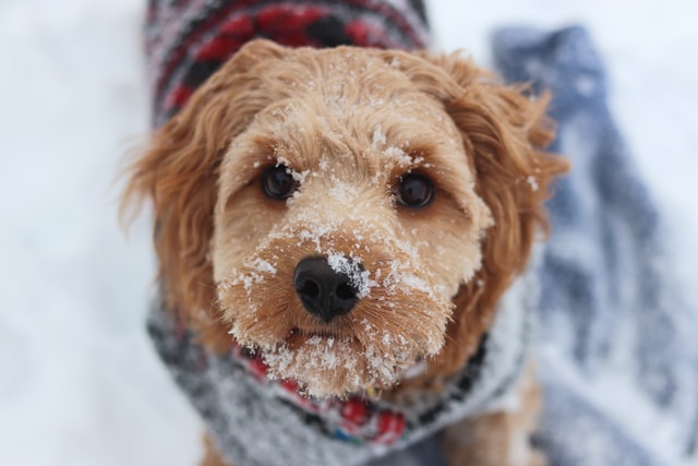 How to Tell if Your Dog is Cold