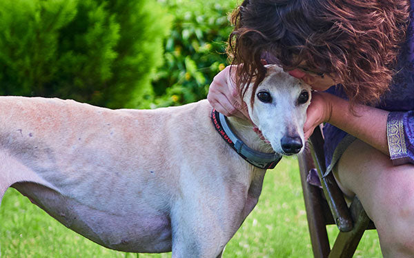 Greyhound Adoption Guide