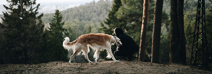 Understanding What Are Sight Hounds