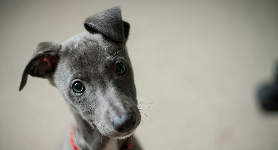 When Do Whippets Stop Growing?