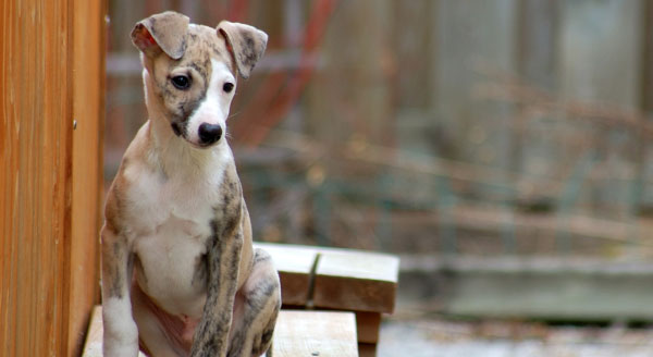 Why Whippet Puppies Are A Great Addition To Your Family
