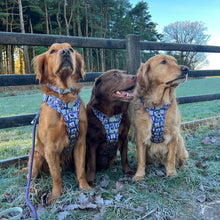 Load image into Gallery viewer, Disney - Winnie the Pooh &amp; Friends Harnesses / Collars / Leads
