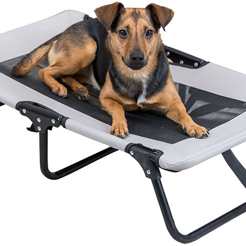 Folding dog hot sale cot