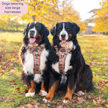 Load image into Gallery viewer, Disney Dogs Collection: Harnesses / Collars / Leads