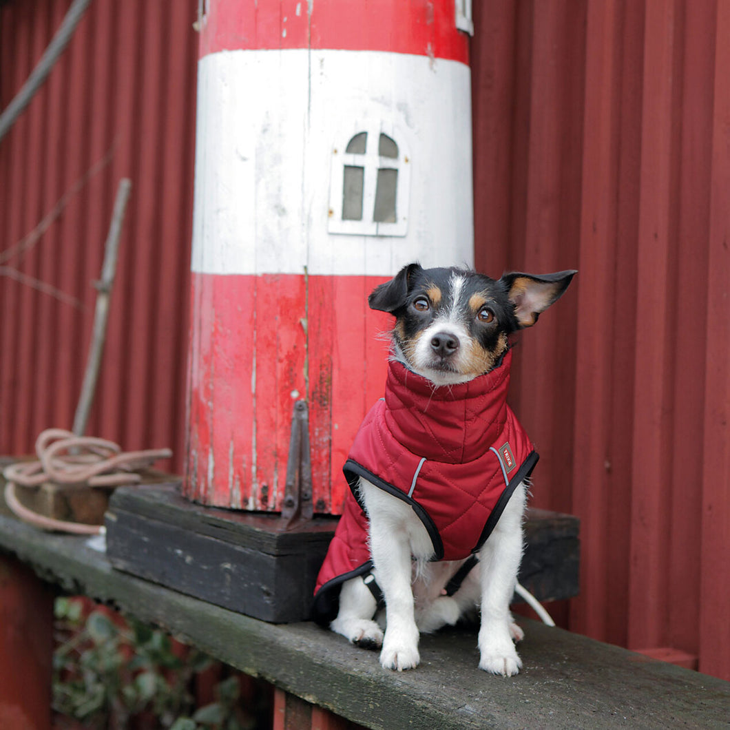 red dogcoat on jack russell