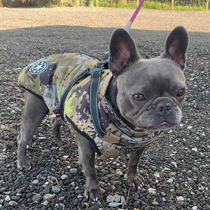 French bulldog coat in camouflage