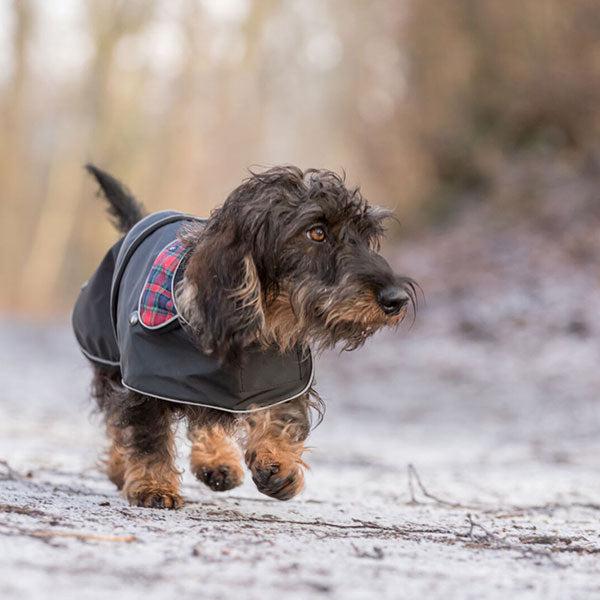 Dachshund winter coats uk best sale